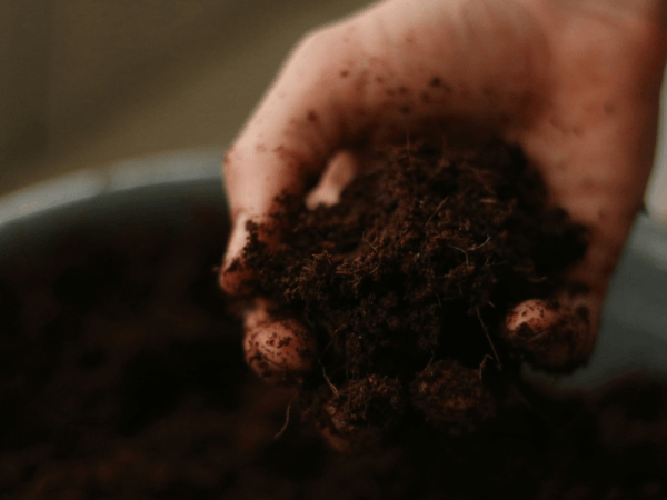 Why Soil Amendment is Key to a Thriving Lawn and Garden